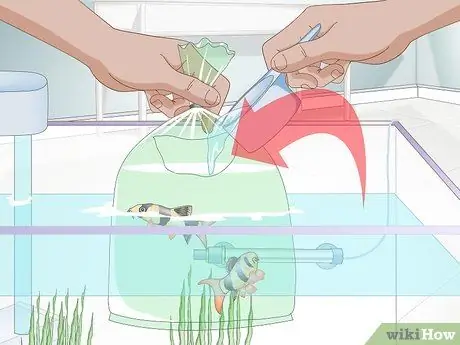 Акклиматизация рыбы Шаг 4