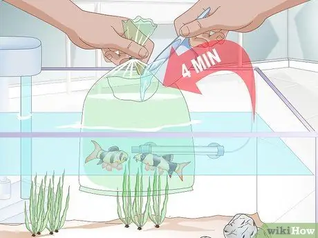 Акклиматизация рыбы Шаг 6