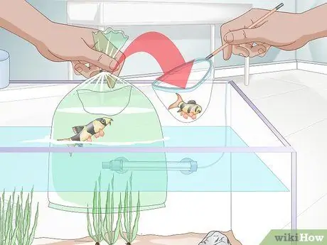 Акклиматизация рыбы Шаг 7