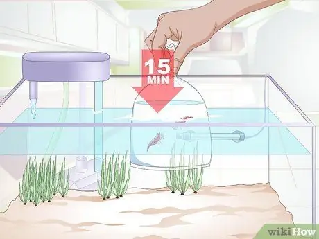 Акклиматизация рыбы Шаг 9