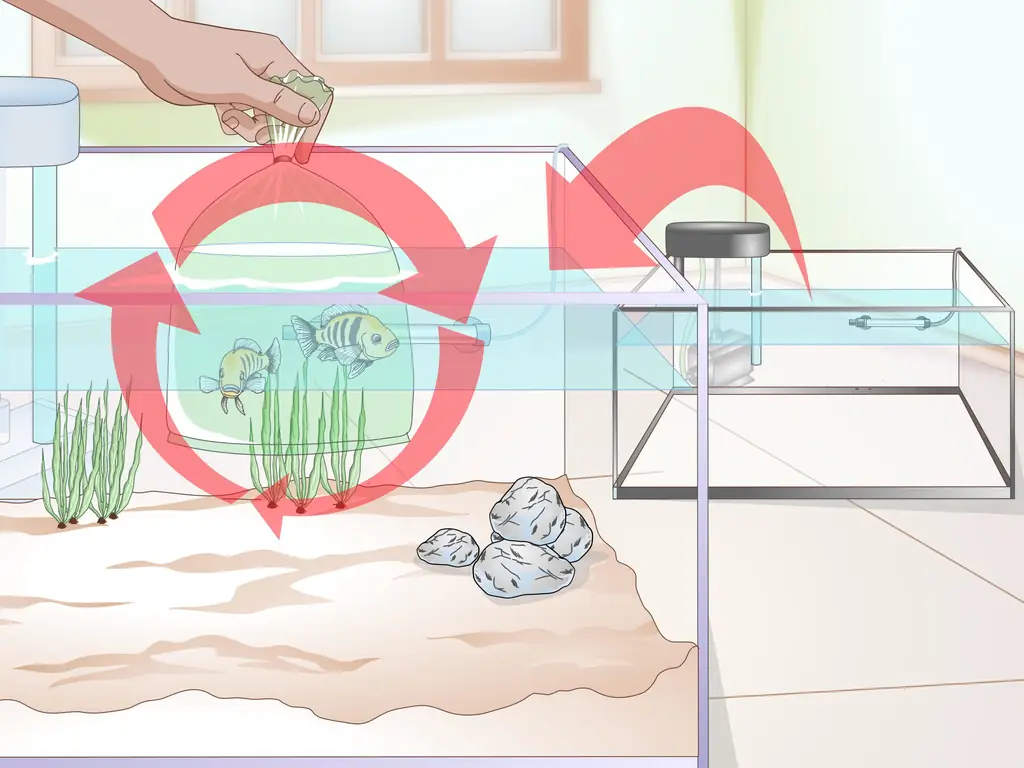 3 способа акклиматизировать рыбу