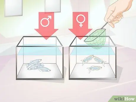 Порода Даниос Шаг 1