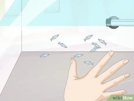 Порода Даниос Шаг 10