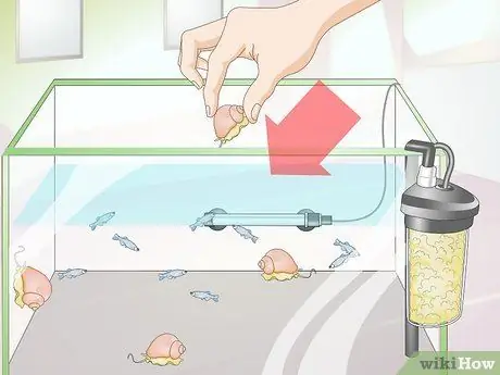 Порода Даниос Шаг 12