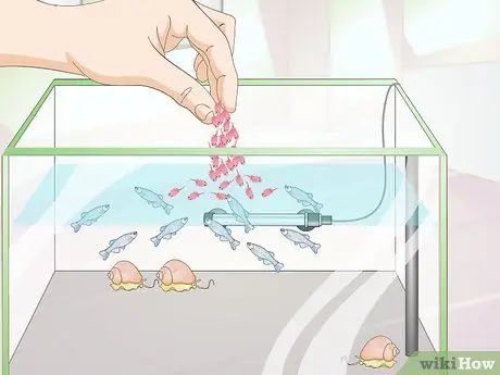 Порода Даниос Шаг 14