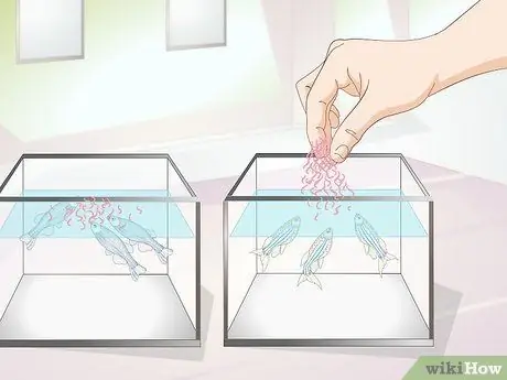 Порода Даниос Шаг 2