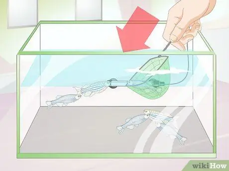 Порода Даниос Шаг 4