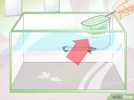 Порода Даниос Шаг 5