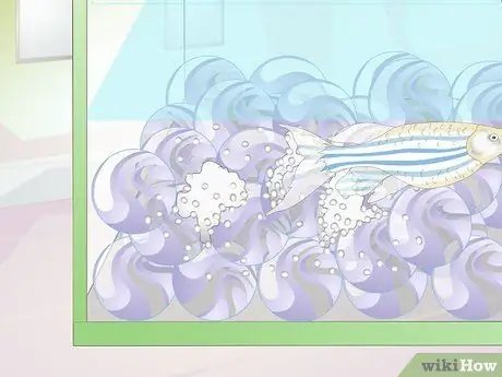 Порода Даниос Шаг 6