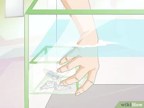 Порода Даниос Шаг 7