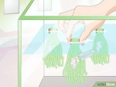 Порода Даниос Шаг 8