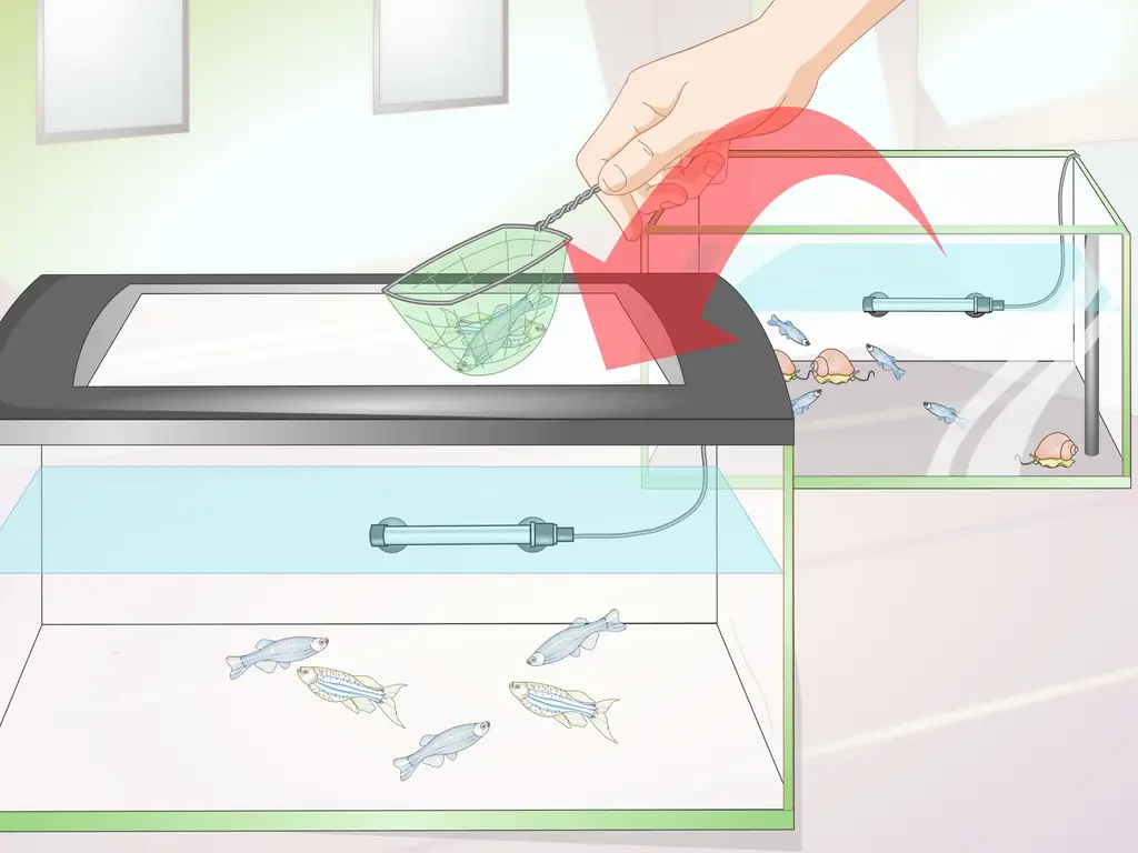 Как разводить данио: 15 шагов (с иллюстрациями)