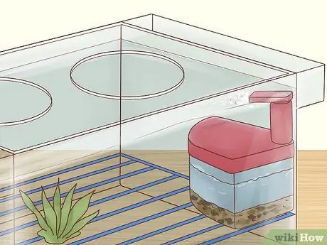 Порода Неоновых Тетр Шаг 3