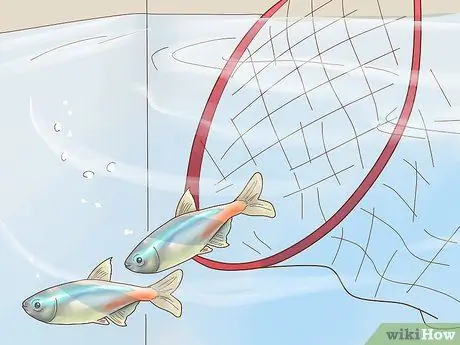 Порода неоновых тетр Шаг 6