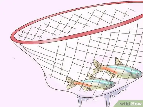 Порода неоновых тетр Шаг 8