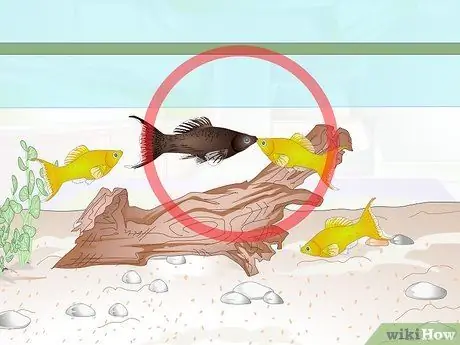 Порода Молли Фиш Шаг 1