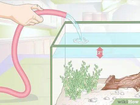 Порода Молли Фиш Шаг 10