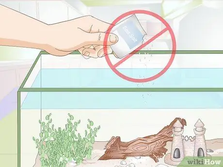 Порода Молли Фиш Шаг 11