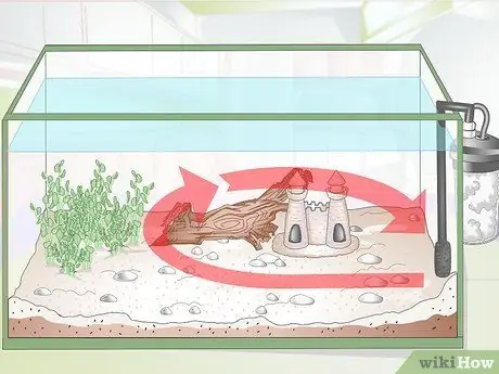 Порода Молли Фиш Шаг 13