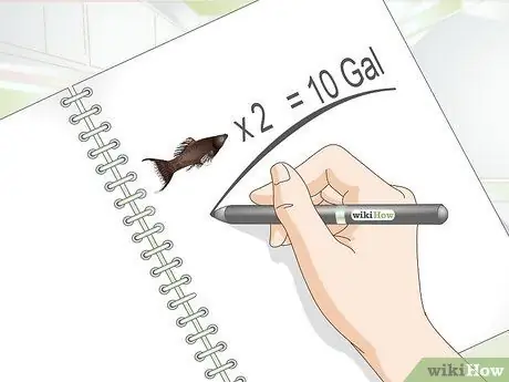 Порода Молли Фиш Шаг 14