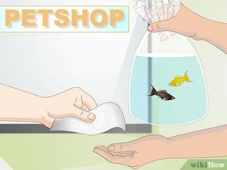 Порода Молли Фиш Шаг 15