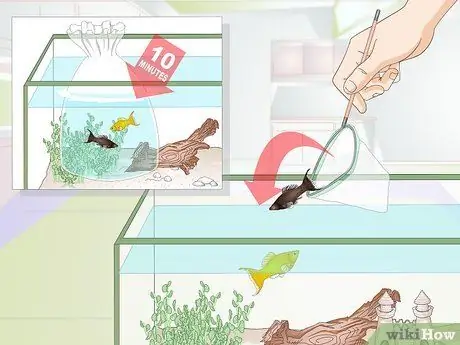 Порода Молли Фиш Шаг 16