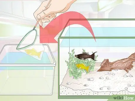 Порода Молли Фиш Шаг 2