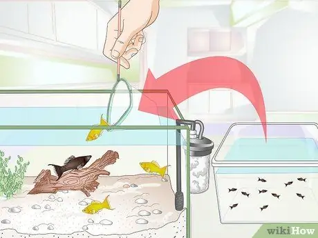 Порода Молли Фиш Шаг 3