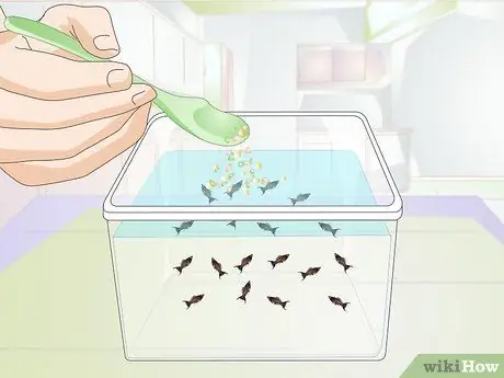 Порода Молли Фиш Шаг 4