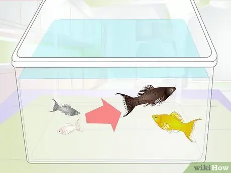 Порода Молли Фиш Шаг 5