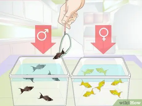 Порода Молли Фиш Шаг 6