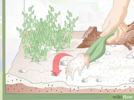 Порода Молли Фиш Шаг 9