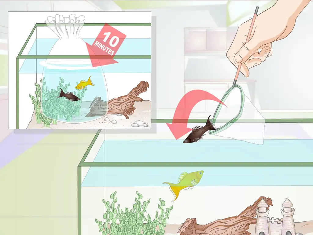 Как разводить Молли Фиш (с иллюстрациями)