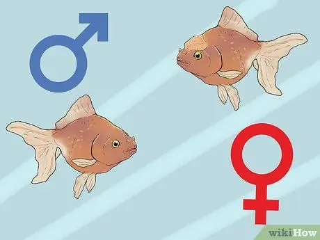 Разведение рыбы Шаг 1