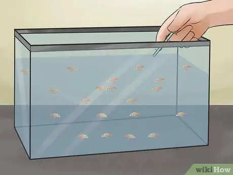 Разведение рыбы Шаг 12