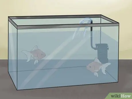 Разведение рыбы Шаг 6