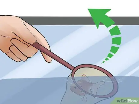 Разведение рыбы Шаг 9