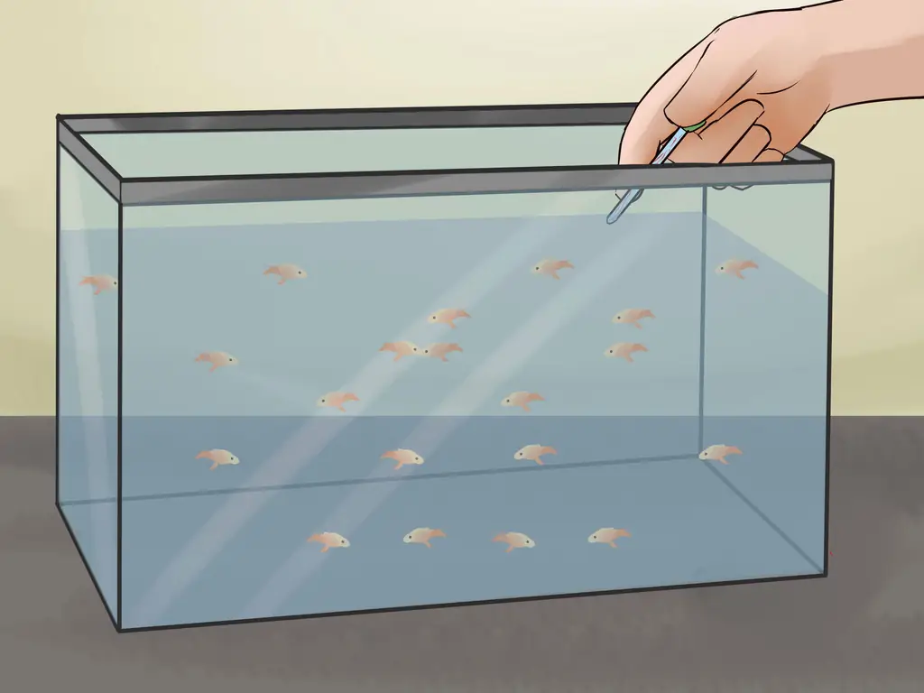 Как разводить рыбу: 12 шагов (с иллюстрациями)