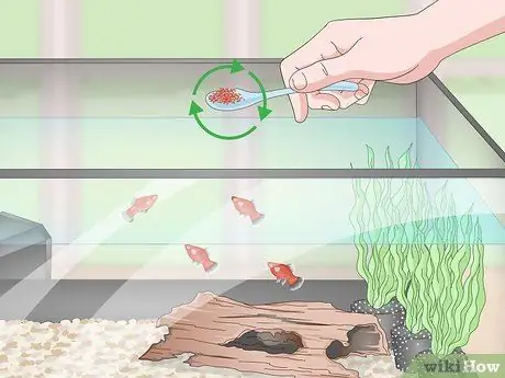 Разведение и уход за пластинами Шаг 10