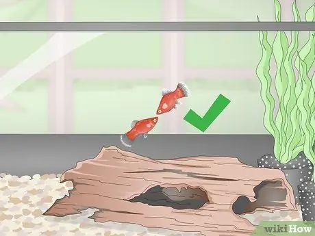 Выращивание платин и уход за ними Шаг 12