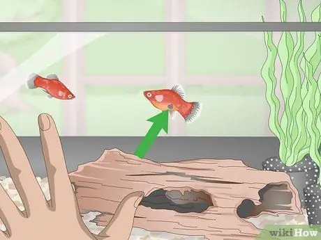 Выращивание платин и уход за ними Шаг 13