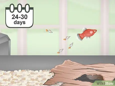 Разведение и уход за пластинами Шаг 14