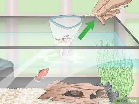 Разведение и уход за пластинами Шаг 15