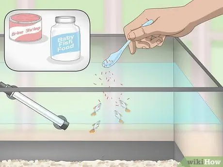 Выращивание платин и уход за ними Шаг 16