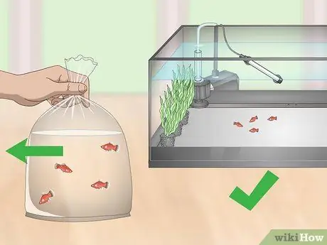 Выращивание платин и уход за ними Шаг 17