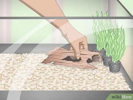 Разведение и уход за пластинами Шаг 3