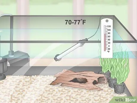 Разведение и уход за пластинами Шаг 5