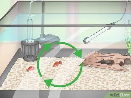 Выращивание платин и уход за ними Шаг 6