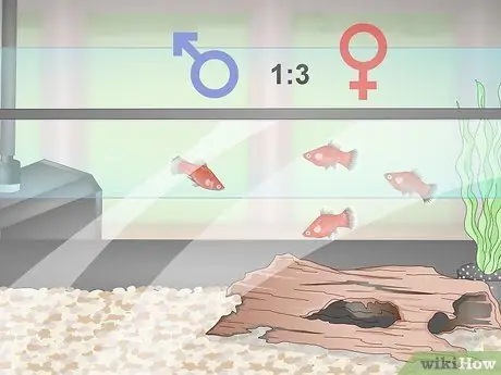 Разведение и уход за пластинами Шаг 7