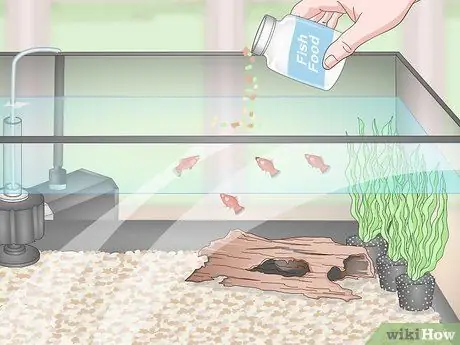 Разведение и уход за пластинами Шаг 8